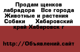 Продам щенков лабрадора - Все города Животные и растения » Собаки   . Хабаровский край,Хабаровск г.